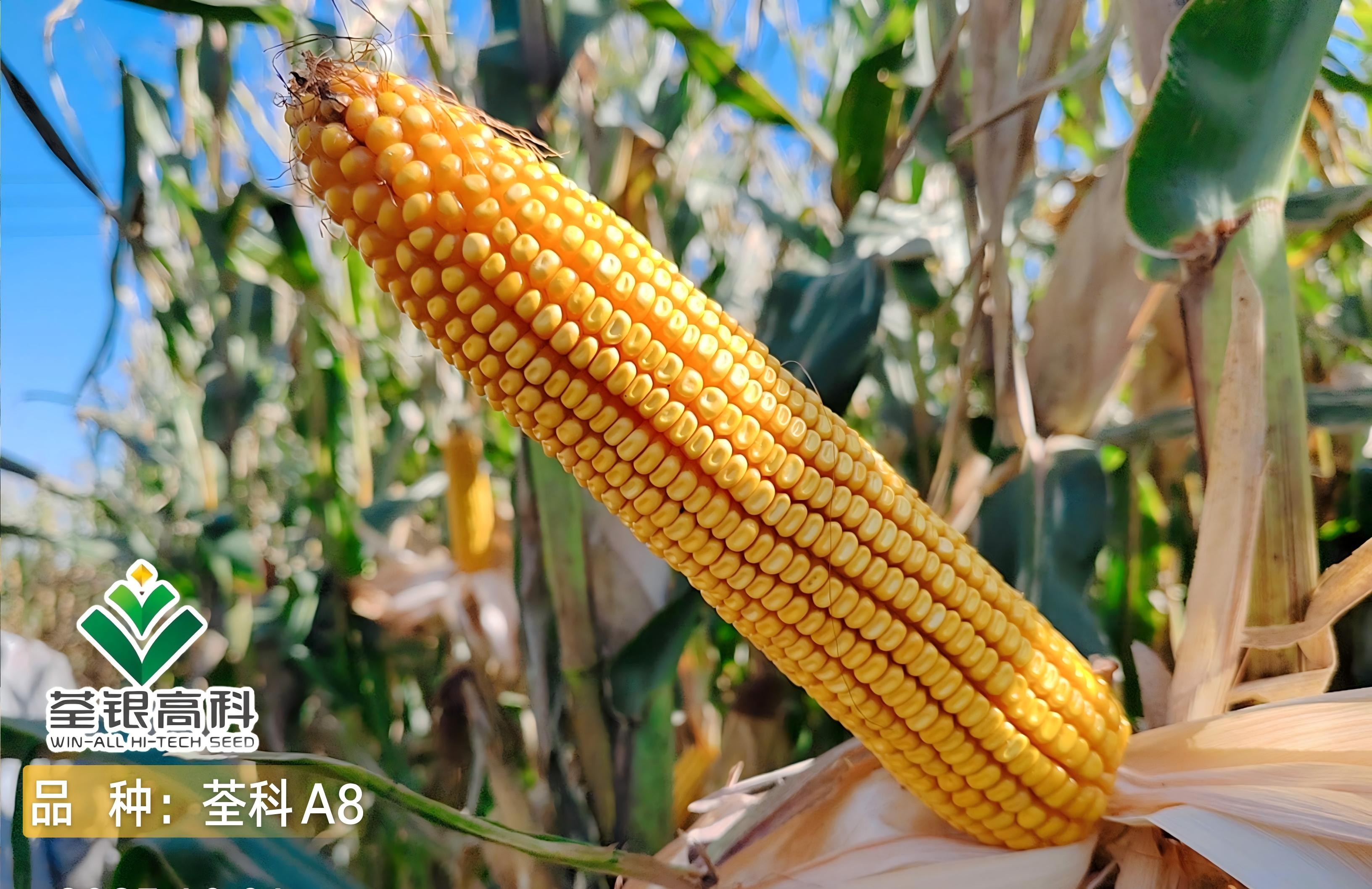 荃科A8.jpg 荃科A8.jpg